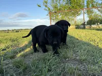 AKC PINK COLLAR BLACK FEMALE, a female Labrador Retriever for sale in Cleburne, TX – 5 of 6