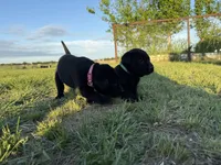 AKC PINK COLLAR BLACK FEMALE, a female Labrador Retriever for sale in Cleburne, TX – 6 of 6