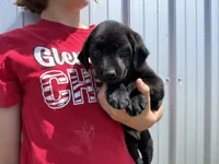 AKC PINK COLLAR BLACK FEMALE, a female Labrador Retriever for sale in Cleburne, TX – 3 of 6