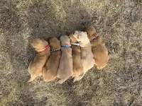 AKC SILVER COLLAR BOY, a male Golden Retriever for sale in Cleburne, TX – 5 of 5