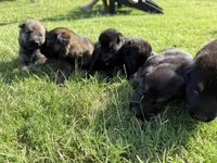 AKC YELLOW COLLAR BOY, a male German Shepherd Dog for sale in Cleburne, TX – 3 of 4