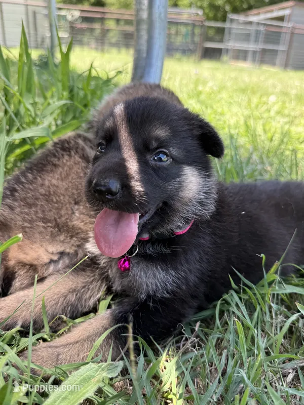 AKC Pink Collar Black Sable  – German Shepherd Dog puppy for sale in Cleburne, TX