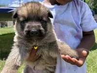 AKC Yellow Collar Sable Male , a male German Shepherd Dog for sale in Cleburne, TX – 3 of 4