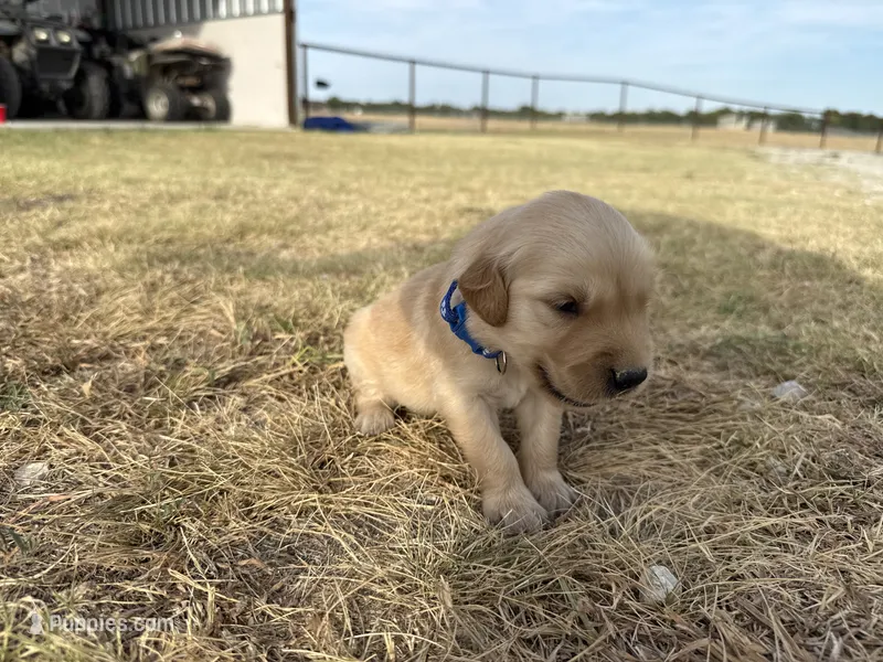 AKC DARK BLUE BOY – Golden Retriever puppy for sale in Cleburne, TX
