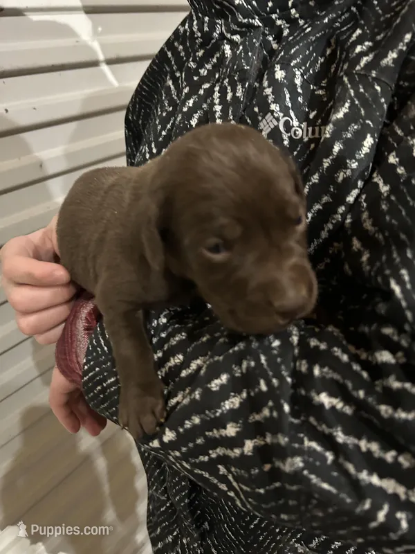AKC CHOCOLATE FEMALE