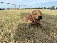 AKC BROWN COLLAR BOY, a male Golden Retriever for sale in Cleburne, TX – 3 of 6