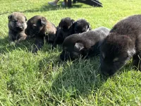AKC BLUE COLLAR BOY, a male German Shepherd Dog for sale in Cleburne, TX – 2 of 6