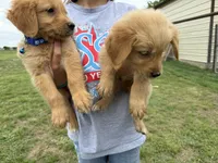 AKC GREEN COLLAR MALE, a male Golden Retriever for sale in Cleburne, TX – Photo 2 of 5