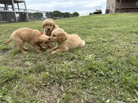 AKC GREEN COLLAR MALE, a male Golden Retriever for sale in Cleburne, TX – Photo 4 of 5