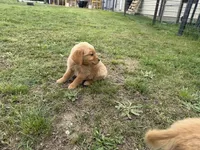 AKC GREEN COLLAR MALE, a male Golden Retriever for sale in Cleburne, TX – Photo 5 of 5