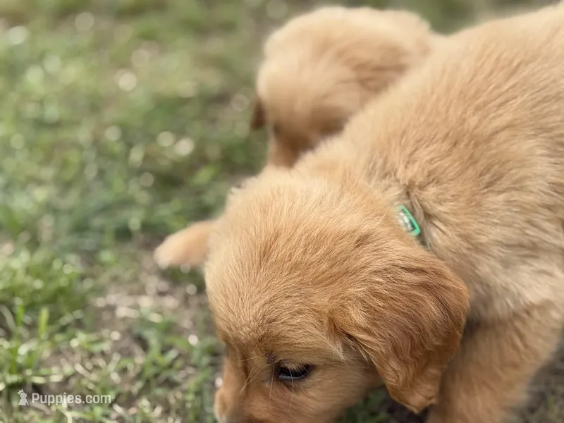 AKC GREEN COLLAR MALE – Golden Retriever puppy for sale in Cleburne, TX