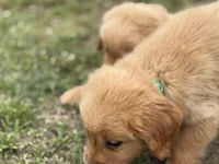 AKC GREEN COLLAR MALE, a male Golden Retriever for sale in Cleburne, TX – Photo 1 of 5
