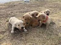 AKC RED COLLAR BOY, a male Golden Retriever for sale in Cleburne, TX – 4 of 5