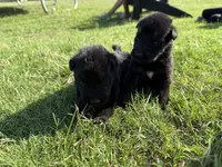 AKC PINK COLLAR GIRL , a female German Shepherd Dog for sale in Cleburne, TX – 4 of 6