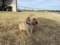 AKC DARK BLUE BOY, a male Golden Retriever for sale in Cleburne, TX – 4 of 5