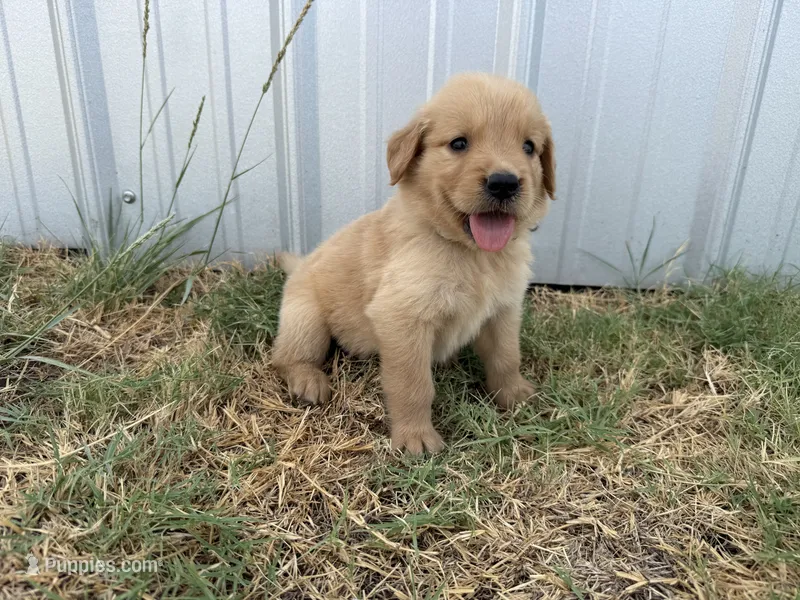 AKC SILVER COLLAR BOY – Golden Retriever puppy for sale in Cleburne, TX