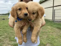 AKC DARK BLUE COLLAR MALE, a male Golden Retriever for sale in Cleburne, TX – Photo 1 of 2