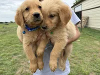 AKC DARK BLUE COLLAR MALE, a male Golden Retriever for sale in Cleburne, TX – Photo 2 of 2