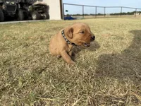 AKC BLACK COLLAR BOY, a male Golden Retriever for sale in Cleburne, TX – 2 of 4