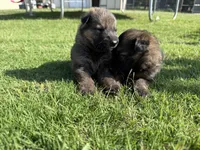 AKC BLUE COLLAR BOY, a male German Shepherd Dog for sale in Cleburne, TX – 6 of 6