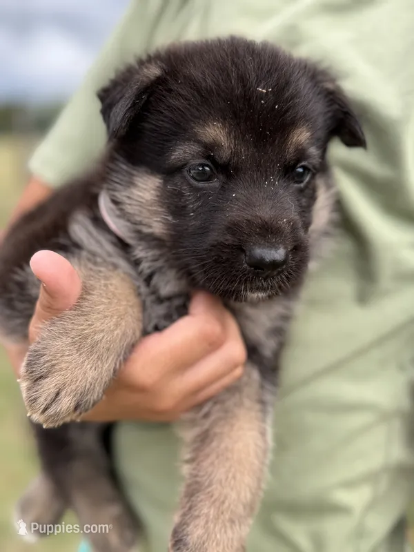 AKC Pink Collar Black Sable  – German Shepherd Dog puppy for sale in Cleburne, TX