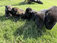 AKC BLUE COLLAR BOY, a male German Shepherd Dog for sale in Cleburne, TX – 5 of 6