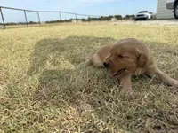 AKC BROWN COLLAR BOY, a male Golden Retriever for sale in Cleburne, TX – 6 of 6