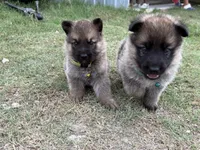 AKC SABLE MALE GREEN COLLAR , a male German Shepherd Dog for sale in Cleburne, TX – 3 of 3