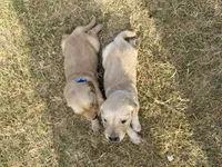 AKC LIGHT BLUE BOY, a male Golden Retriever for sale in Cleburne, TX – 5 of 5