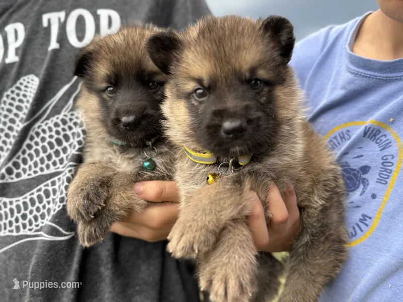 AKC Yellow Collar Sable Male  – German Shepherd Dog puppy for sale in Cleburne, TX