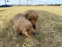 AKC SILVER COLLAR BOY, a male Golden Retriever for sale in Cleburne, TX – 3 of 5