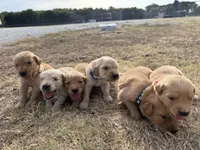 AKC DARK BLUE BOY, a male Golden Retriever for sale in Cleburne, TX – 3 of 5