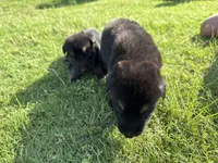 AKC BROWN COLLAR MALE, a male German Shepherd Dog for sale in Cleburne, TX – 4 of 5