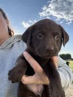 AKC PURPLE COLLAR CHCOLATE LAB, a female Labrador Retriever for sale in Cleburne, TX – Photo 2 of 4