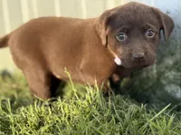 AKC PURPLE COLLAR CHCOLATE LAB, a female Labrador Retriever for sale in Cleburne, TX – Photo 4 of 4