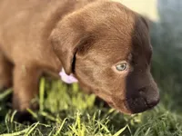 AKC PURPLE COLLAR CHCOLATE LAB, a female Labrador Retriever for sale in Cleburne, TX – Photo 3 of 4