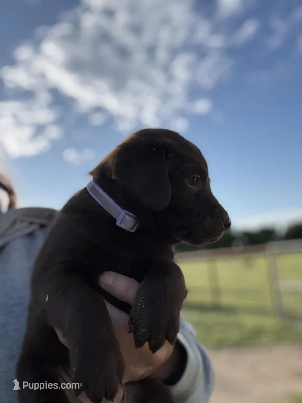 AKC PURPLE COLLAR CHCOLATE LAB – Labrador Retriever puppy for sale in Cleburne, TX