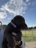 AKC PURPLE COLLAR CHCOLATE LAB, a female Labrador Retriever for sale in Cleburne, TX – Photo 1 of 4
