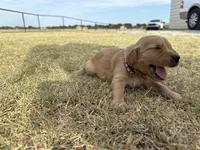 AKC BROWN COLLAR BOY, a male Golden Retriever for sale in Cleburne, TX – 4 of 6