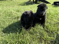 AKC BLUE COLLAR BOY, a male German Shepherd Dog for sale in Cleburne, TX – 3 of 6