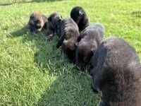 AKC PINK COLLAR GIRL , a female German Shepherd Dog for sale in Cleburne, TX – 3 of 6