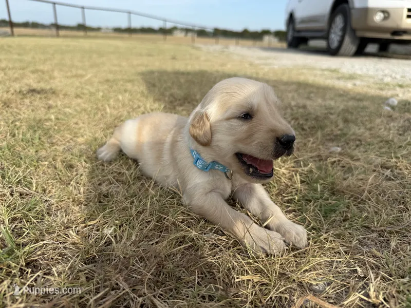 AKC LIGHT BLUE BOY – Golden Retriever puppy for sale in Cleburne, TX