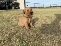 AKC BLACK COLLAR BOY, a male Golden Retriever for sale in Cleburne, TX – 3 of 4