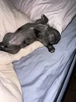 Suger, a female Pug for sale in Douglasville, GA – 2 of 3
