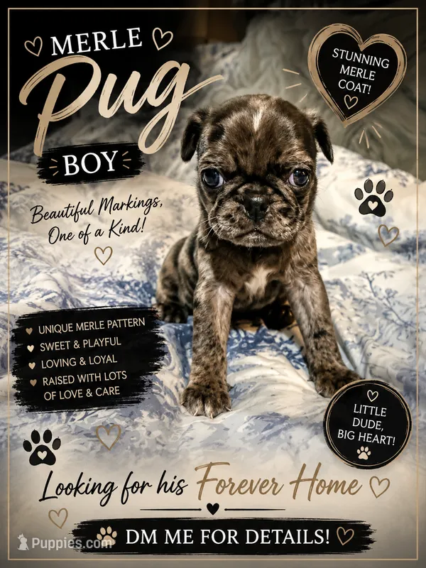 Hager – Pug puppy for sale in Douglasville, GA