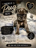 Hager, a male Pug for sale in Douglasville, GA – 1 of 2