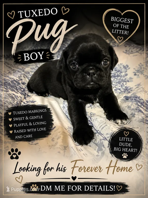 Biggen  – Pug puppy for sale in Douglasville, GA