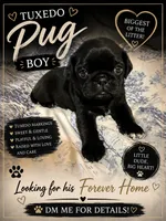 Biggen , a male Pug for sale in Douglasville, GA – 1 of 2