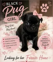 Daisy, a female Pug for sale in Douglasville, GA – 1 of 1