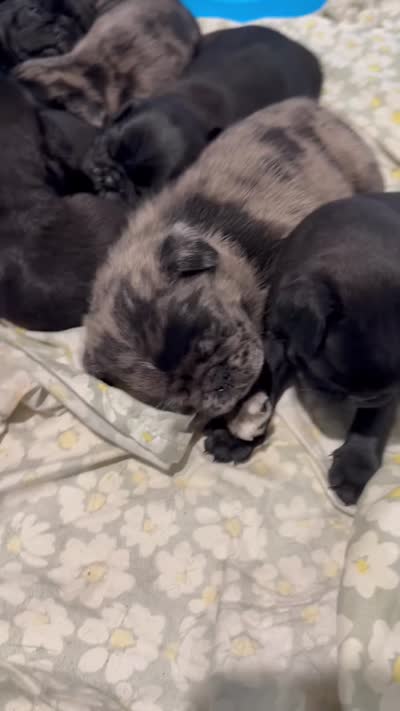 Suger, a female Pug for sale in Douglasville, GA – 3 of 3